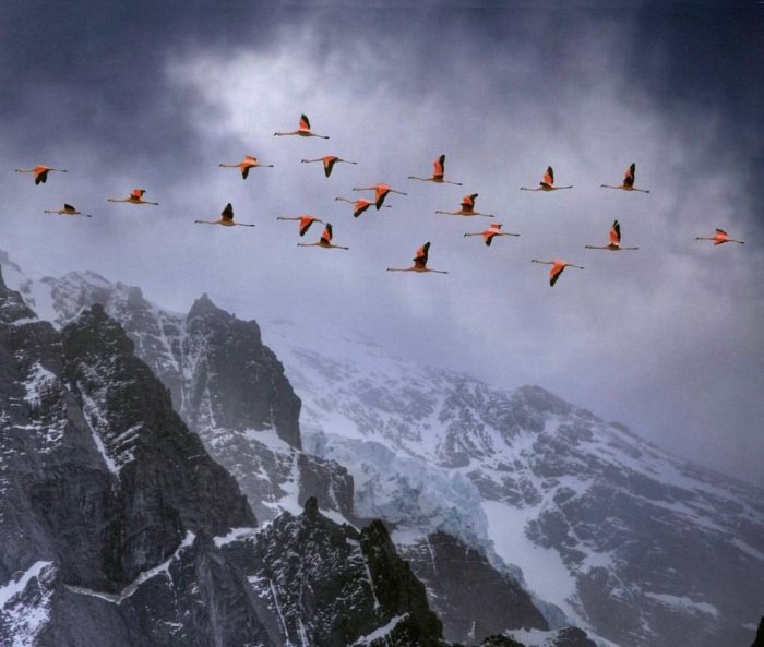 patos